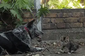 路遇恶犬，装疯卖傻!图片