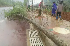 17日凌晨﻿凯里地区降暴雨  滨江大道多株银杏树被连根拔起图片