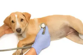 狗狗绝育完记得留意它的排便情况，以下7点各位铲屎官们切记！图片