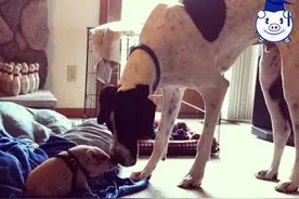 从来没见过别的猪，这头猪竟把自己当成了狗，整天与狗同吃同睡！图片