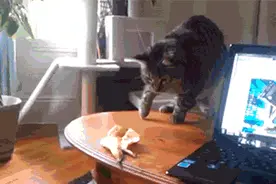 原来猫咪也胆小，什么东西？吓死朕了！图片