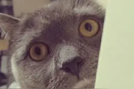 日本网友家的大脸喵，天生表情帝，心情全写脸上了图片