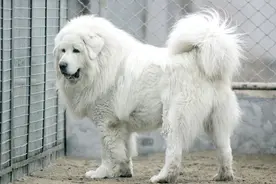 洁白如雪，曾被炒到几百万的纯白色藏獒图片