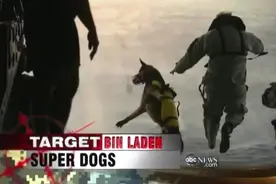 美国军犬被誉为四腿“瑞士军刀”！救万条人命！图片