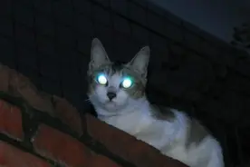 黑夜中明晃晃的双眼——喵星人夜间行动大揭秘！图片