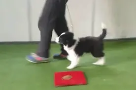 边牧选择-告别“痛并快乐的”养犬经历，让您“爱边牧，享生活”图片