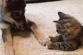 两只可怜的小家伙走到一起后，整个画风都变暖了！图片