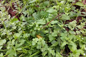 打猪草这事，小时候干过吧？还记得哪些草喂猪最好？图片