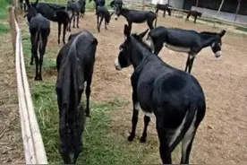 养驴行情与肉驴价格图片