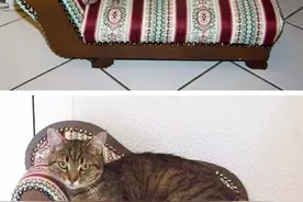 猫咪小时候和长大后的对比照图片