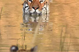 虎妈给小老虎洗澡，这绝对亲妈！图片