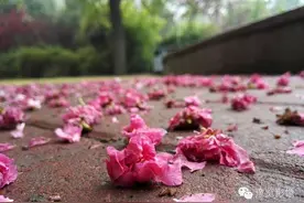 高清：一场春雨醉了郑州！碧沙岗公园牡丹开满园图片