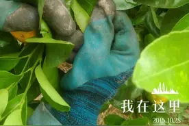 每天识一病虫害——同型巴蜗牛图片