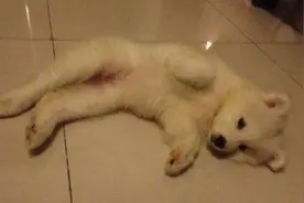 狗狗呕吐时要冷静处理，狗狗呕吐的急救措施图片