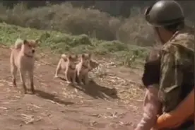 狗狗在地震中不顾一切救人的感人事迹，根据真实故事改编视频封面