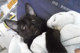 ​斗鸡眼的小黑猫遭烂主人遗弃在诊所门口，但是大家都不心痛！图片