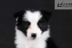 边牧训练-凌云边牧第二阶段都市伴侣犬早教及飞盘幼训简介图片