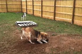 狗狗在自家后院挖了一个很深的洞，随后它竟然坐进去了！图片