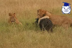 一头猪老老实实地卧在草丛里睡觉，结果由于鼾声太响招来了狮子图片