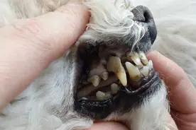 当狗主人看到自己家狗狗牙齿被拔光时，他流下了后悔的泪水图片