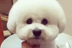 比熊犬降临地球：堪称会行走的棉花糖，来到地球备受人类喜欢！图片