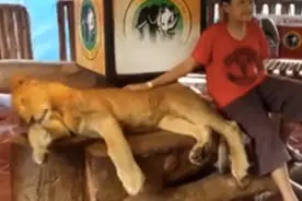 印尼一动物园麻醉狮子与游客拍照图片