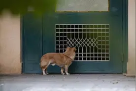 主人搬家，小土狗被恶意遗弃，结果令人心酸...图片