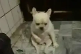 这狗一听音乐就像人一样坐起来猛摇头，笑死我了图片