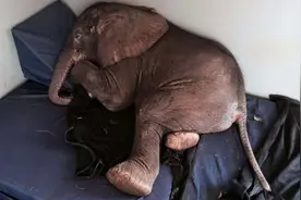 小象因生病被象群抛弃后就一直很孤单，这只狗狗的出现改变了一切图片