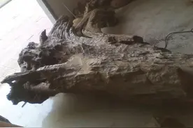 海边打鱼捞出来的老船木，怎么也没想到价值超10万!图片