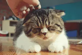 做个合格的铲屎官！喵星人0距离！图片