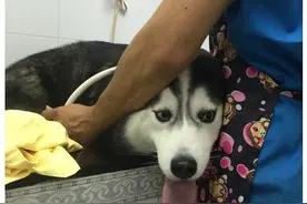 二哈洗澡记(一)图片