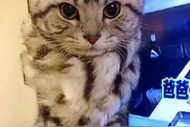 猫奴必看，人类对猫咪的常见误解！图片