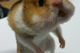 半夜起床抓了仓鼠小贼，但仓鼠嘴里狂塞的东西却让他完全生不生气图片