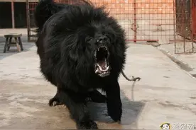 被黑心狗贩注射狂犬病毒打造的獒王：鬼脸獒，真有那么凶悍？图片