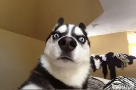 喂，110吗？我发现一群逗比的哈士奇！图片