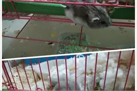 仓鼠不跑仓鼠圈了，竟然是因为这个原因！（一）图片