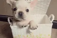 一只看似长得像小猪猪的法斗犬，真是蠢到深处自然萌啊！图片