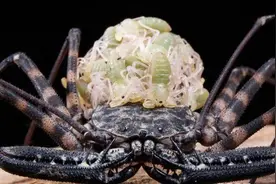 母蜘蛛身上爬满了无数个小蜘蛛，宝宝中午吃不下饭了图片