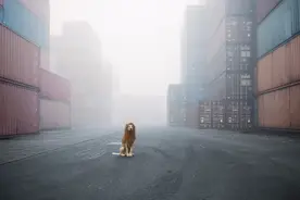 流浪狗化身“城市雄狮”，它的威严有点萌图片