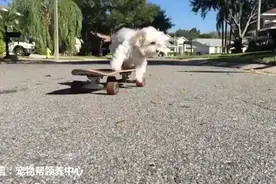 一只超潇洒的狗狗玩着滑板，可在它跳下的一刹那，我不厚道的笑了图片
