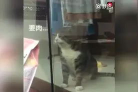 喵星人成精了，让姥姥加肉肉-1.1(Av14809504,P1)视频封面