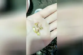 他们的工作是在城市生活垃圾，和工业垃圾焚烧的废渣里面寻找黄金