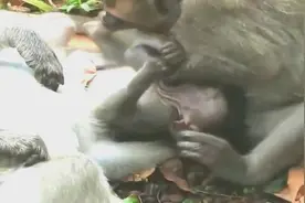 原来猴子也会用嘴啊，干什么呢？速看，真长见识了