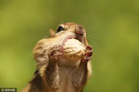花栗鼠贪吃大吞花生，腮帮子鼓出蛋蛋图片