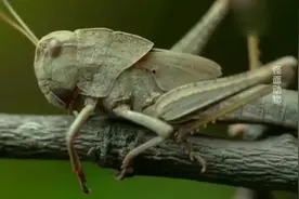 最主要的农业害虫之一“蚂蚱”聚集变蝗灾