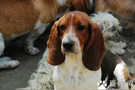 狗狗哮喘是什么症状 主要症状以及治疗方法图片