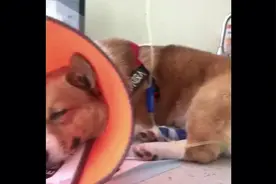 狗狗外伤导致眼球半脱落动眼神经断裂，半小时内立即进行复位手术视频封面