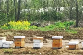 当心！近期开车你要防着它 蜜蜂飞进车 司机受惊撞石块图片