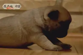 超萌的小巴哥犬，心都被萌化了！（2）